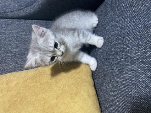 Bir erkek ve bir dişi mevcut kedimiz