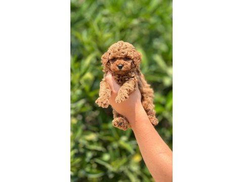 Tüy dökmeyen poodle yavruları