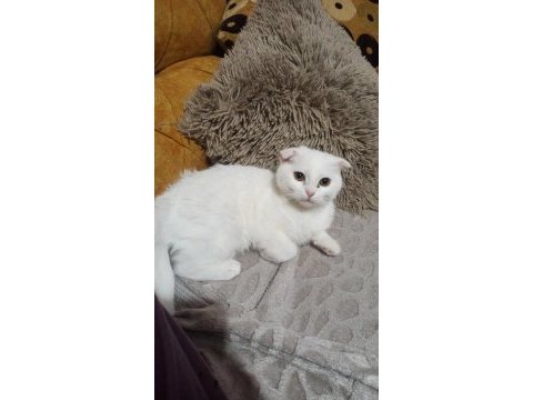 Sahiplendirilecek scottish fold kırık kulak