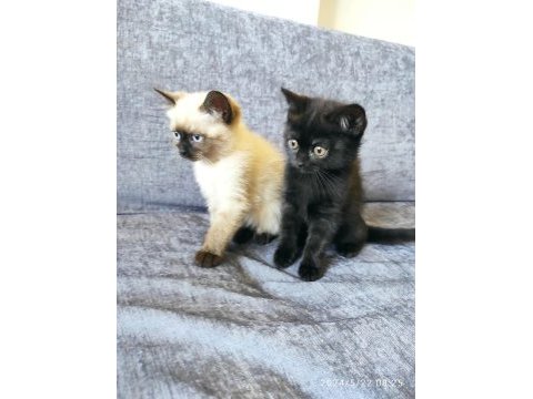 2.5 aylık siyam kedisi kayseri