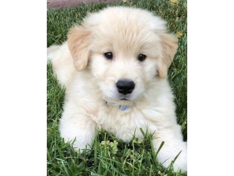 Golden retriever yavruları orjinal ev aile dostu