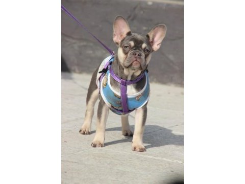 Anne blue baba lilac tan french bulldog