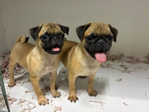 Irk ve sağlık garantili pug