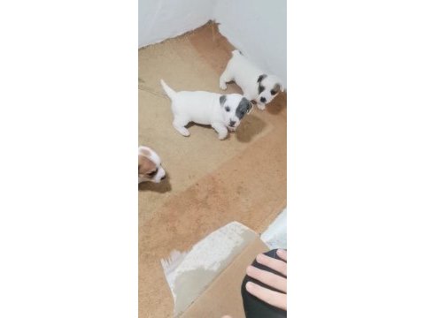 Jack russell terrier akıllı zeki safkan bebekler