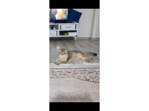 Damızlık erkek scottish fold