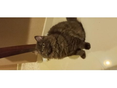 4 aylık scottish straight chocolate long hair