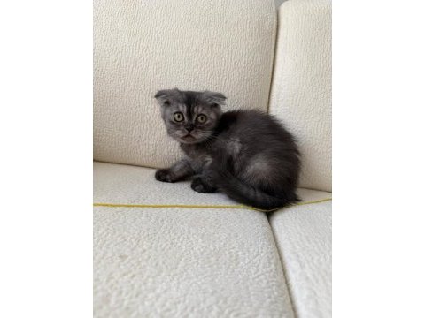 Anne altından baykuş gözlü scottish fold kızımız oyuncu
