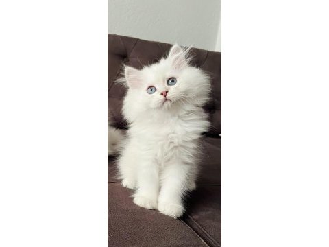 Safkan erkek dişi kediler