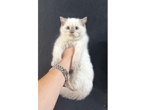 23.04.2025 doğumlu british shorthair bebekler