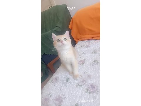 Show kalite ny12 erkek şampiyon anne babadan british