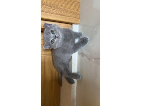 Yavru kedilerimize sıcak yuva