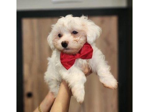 Bembeyaz tüyleriyle maltese terrier yavrusu