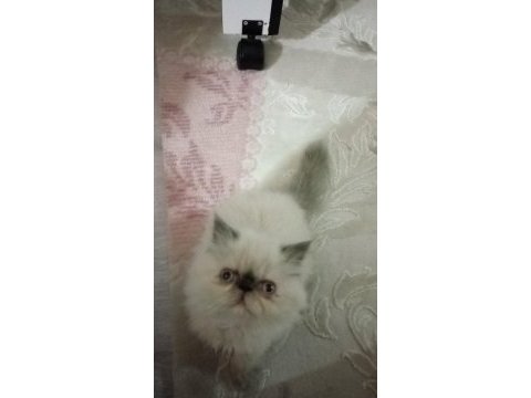 Blue point himalayan persian