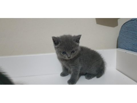 British shorthair ve scottish fold yavrular