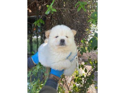 Irk ve sağlık garanti chow chow yavrularımız
