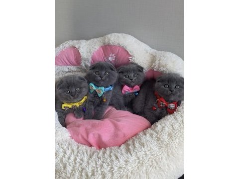 Show kalite top kafa ayı surat blue scotısh fold 