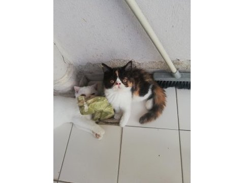 Exotic shorthair