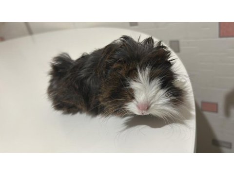 Guinea pig longhair yavru