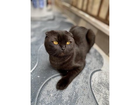 Scottish fold kedimizi sahiplendirme