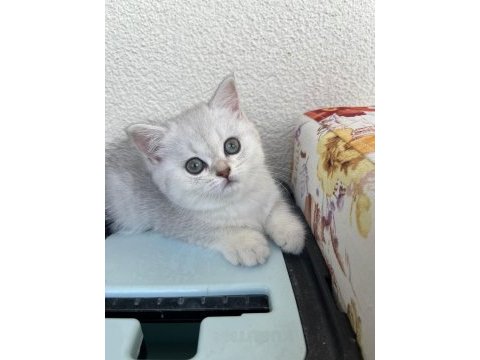 Kendi yavrum anne ve baba ile birlikte british shorthair