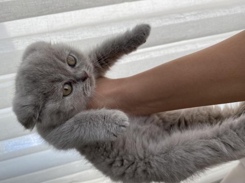 Güzeller güzeli scottish fold mia