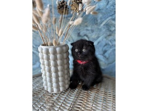 Scottish fold shorthair sıfır kulak erkek yavrular