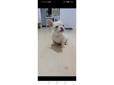 Renk ve anatomi güzeli exotic french bulldog yavrular