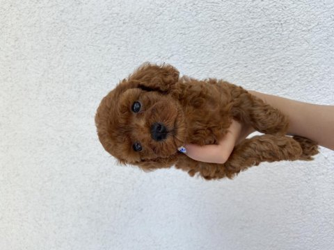 20 günlük ev doğumlu poodle