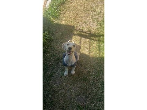Tatlı terrier kızımız şila