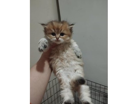 Golden british longhair bebek