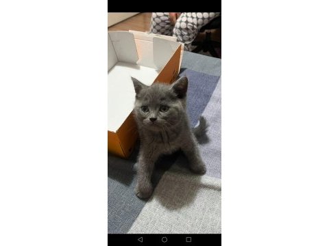 British shorthair yavrular