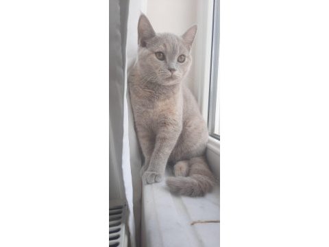 5 aylık british shorthair