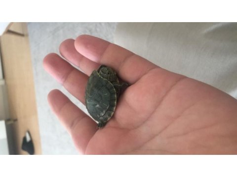 Singapur kaplumbağa evinizin yeni dostu