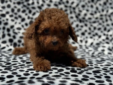 Çık özel tea cup kore poodle yavrularımız