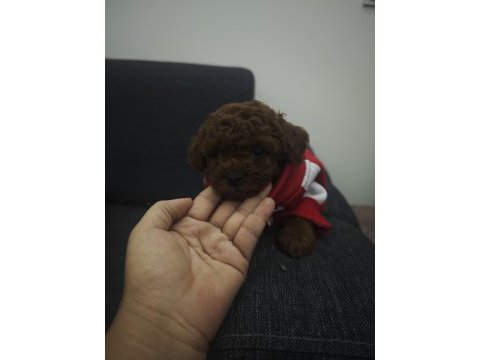 Dark kore poodle