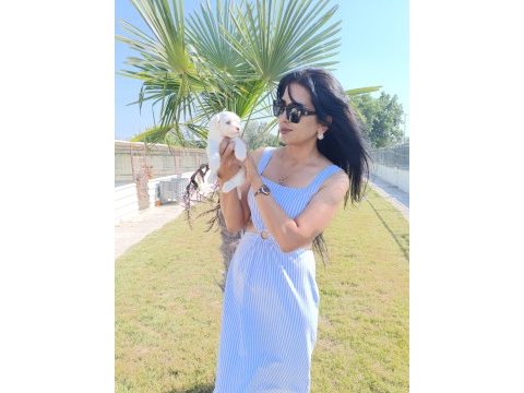 Terrier maltese yavrular