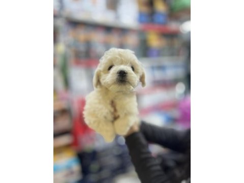 2 aylık günü gelen aşıları yapıldı maltipoo