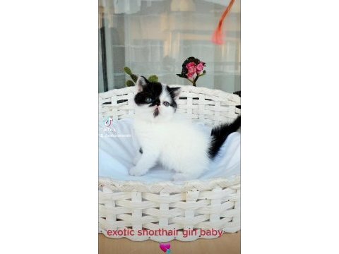Show kalite exotic shorthair dişi yavrular