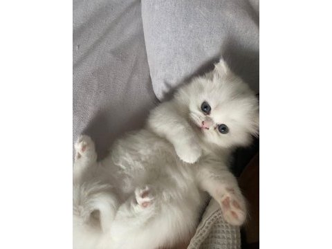 Duygularınızı değiştirecek chinchilla yavrular
