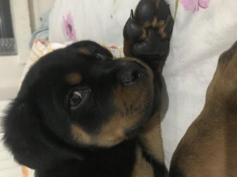 Sahibinden 90 günlük kimlikli scrli erkek rottweiler yavru