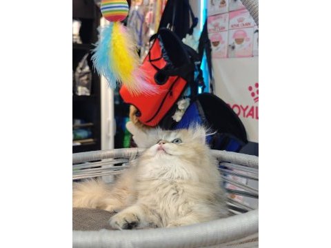 British longhair ny25 anne baba safkan yavrumuz dişi