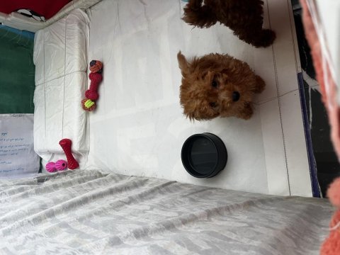 2.5 aylık safkan toy poodle