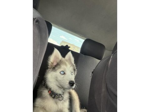 4 aylık yavru husky