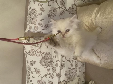 British longhair dişi bebek