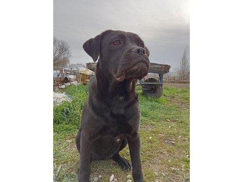 6 aylık dişi cane corso acil uygun fiyat