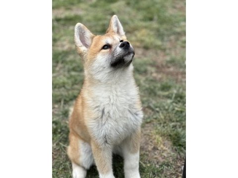 Scr’li muhteşem japon akita yavrumuz