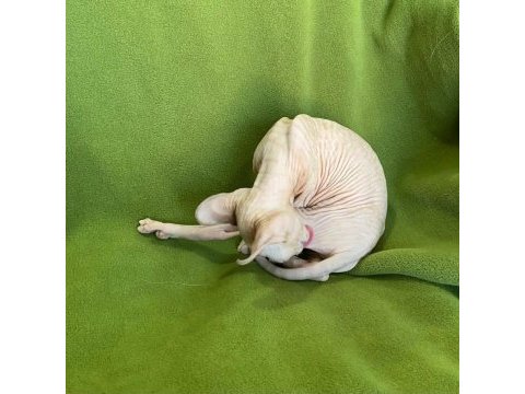 Elf sfenks kedi