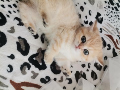 Teslime hazır british shorthair bebekler
