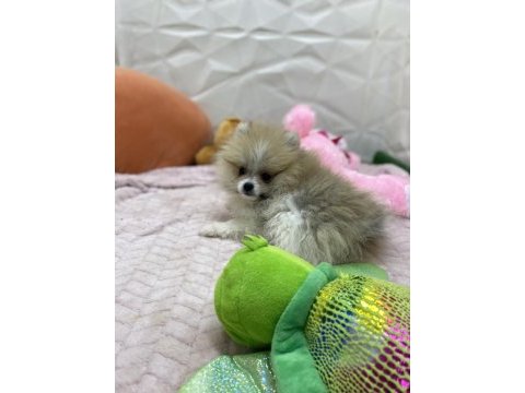 Erkek dişi pomeranian yavrular