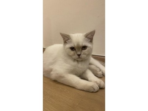 4 aylık dişi kedim yuvasını arıyor
